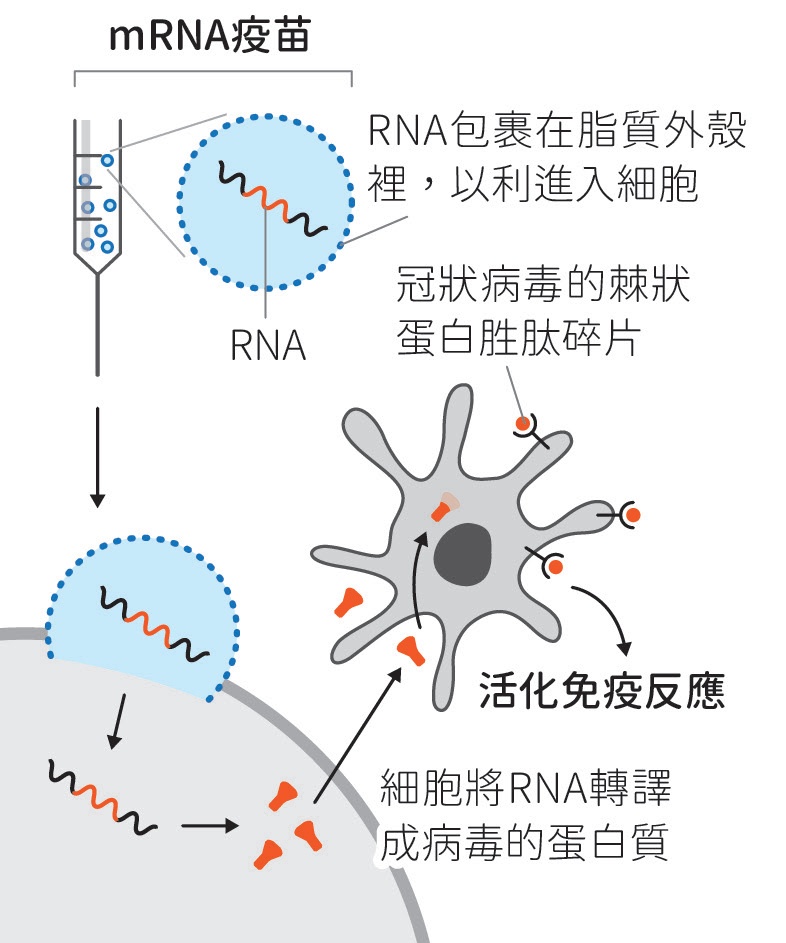 讓免疫系統再次偉大！mRNA疫苗會是COVID-19的救世主嗎？ - 科學月刊Science Monthly