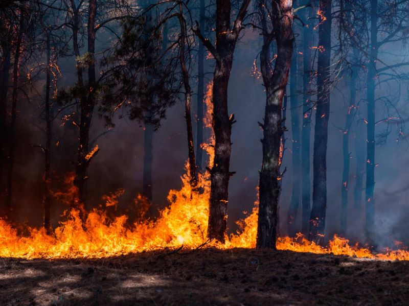 中興大學研究揭示臺灣森林火災威脅漸增