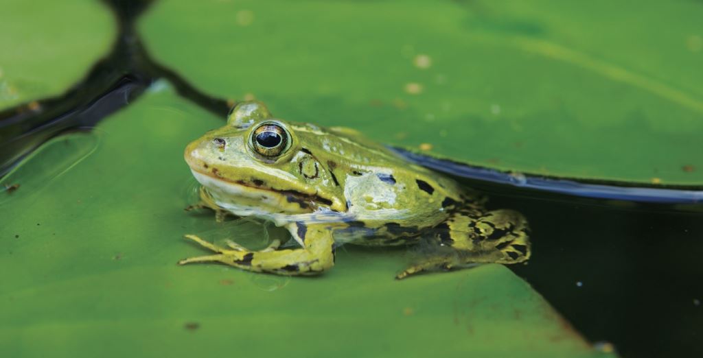 以青蛙皮膚為發想中興大學研發出多功能仿生抗藻塗料- 科學月刊Science Monthly