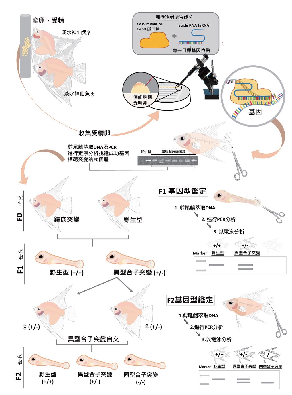 基因編輯技術在水產養殖生物精準育種的應用及發展- 科學月刊Science Monthly