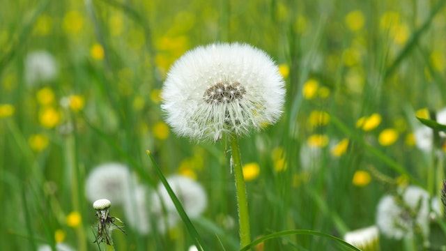 蒲公英種子獨特結構 開啟飛行物設計的嶄新藍圖 