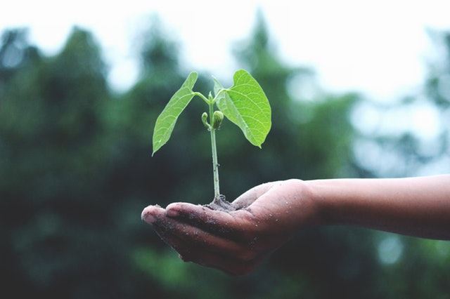 利用獨腳金內酯對抗低重力 太空中竟也能種植植物 