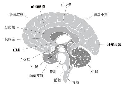 榮陽頭痛醫學團隊最新研究 慢性偏頭痛恐全面性影響大腦 