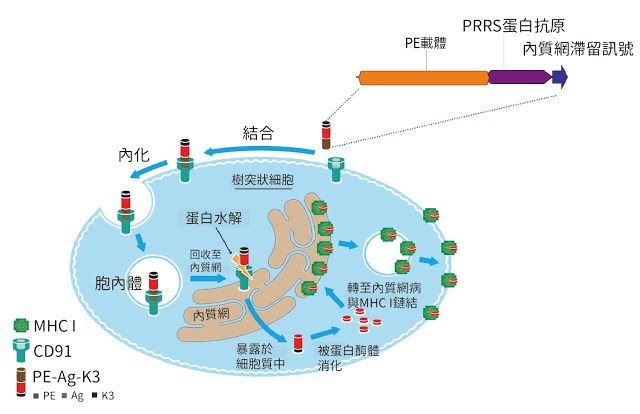 瑞寶技轉疫苗技術 迎戰豬藍耳病成果不俗 