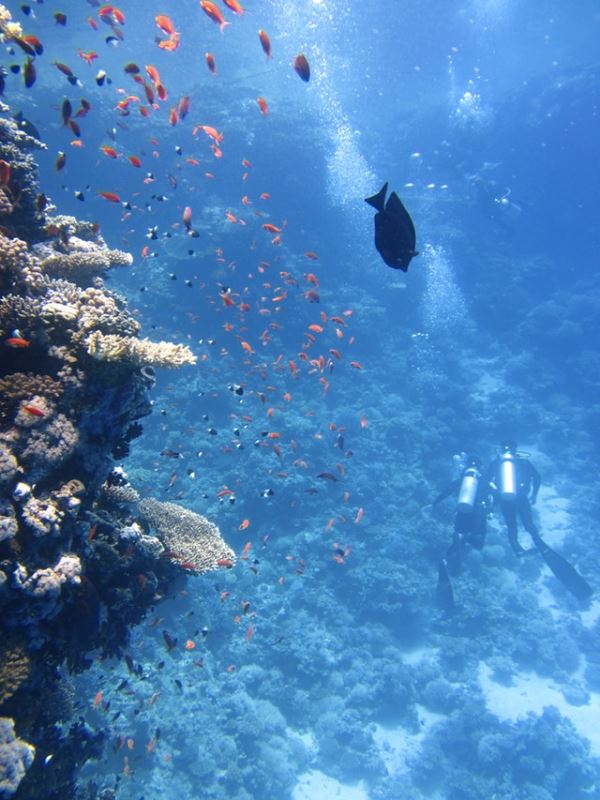 澳洲大堡礁擁有適應環境的移動能力 