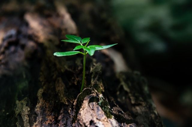 興大建立植物教學醫院 供植物醫生進行病蟲害診治 