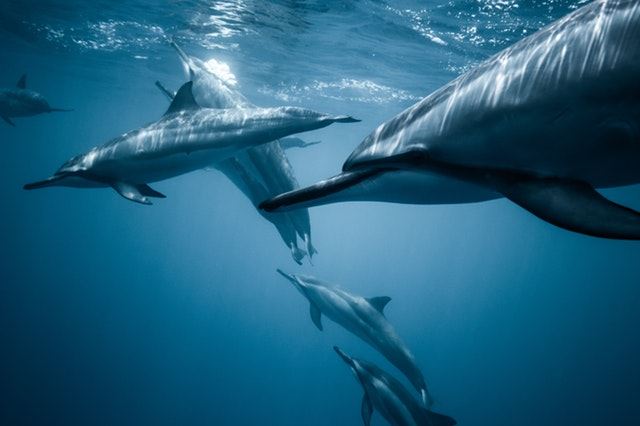 臺大研究發現臺灣附近海域中 擱淺鯨豚體內含高濃度銀