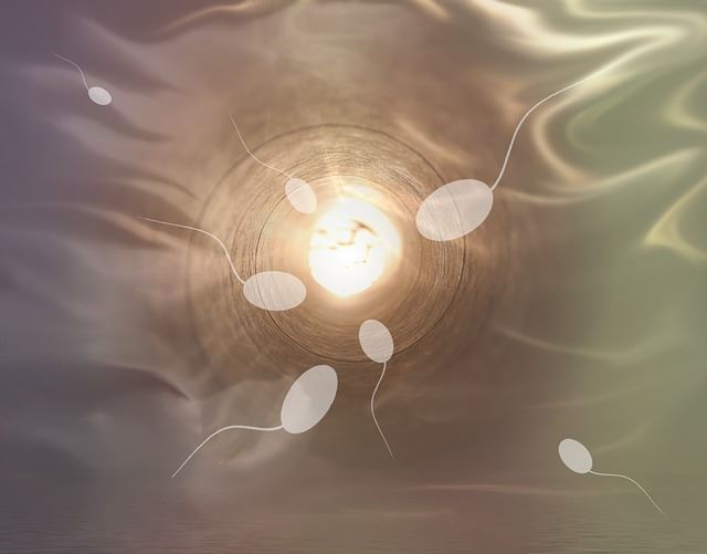 美國研究團隊建立精子年齡計算器能分析精子的品質 