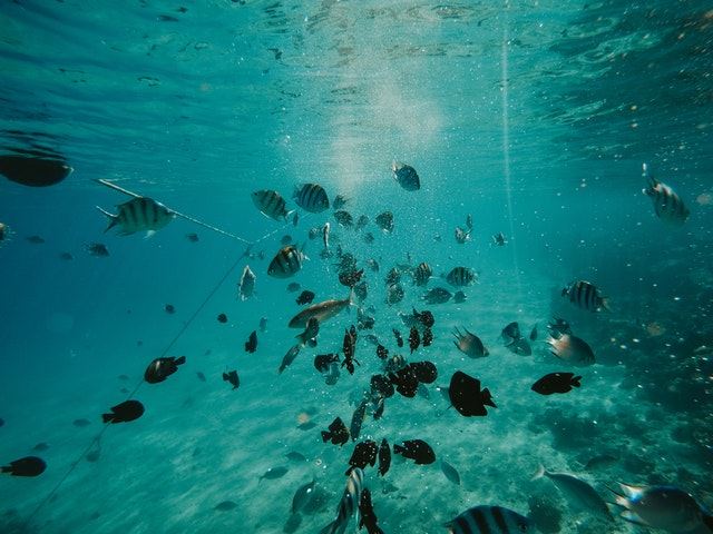 興大與水利署合作設計出魚骨型魚道幫助魚類順利上溯與洄游
