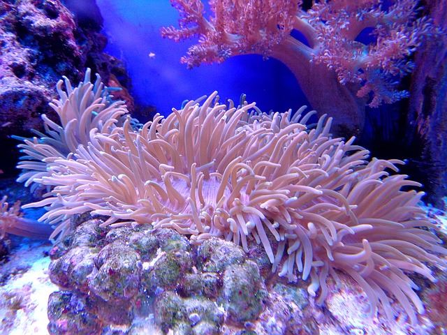 南臺灣珊瑚即時觀測與復育行動 