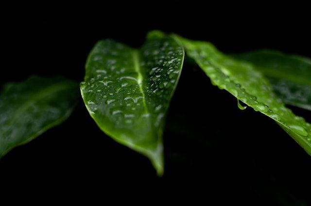 柏拉木幼葉形成斑紋的原因 