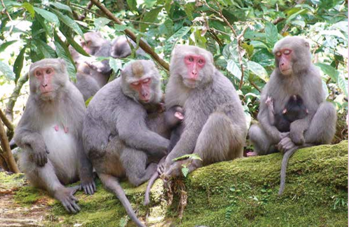 臺灣獼猴、人猴衝突 與保育議題