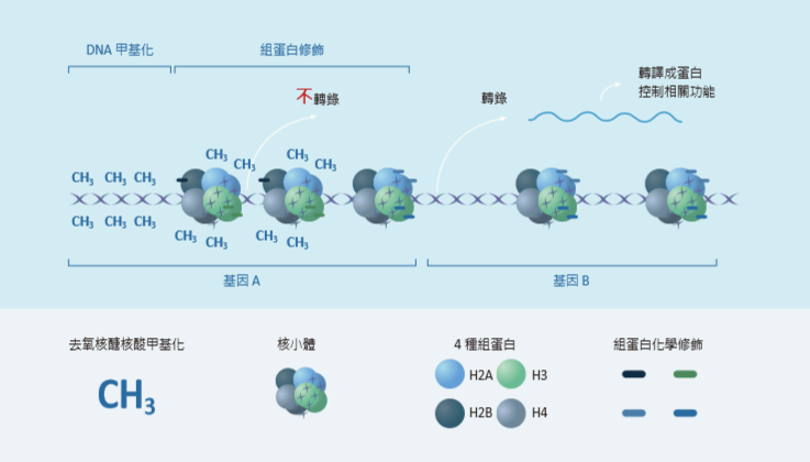 基因編輯在表觀遺傳修飾中的應用