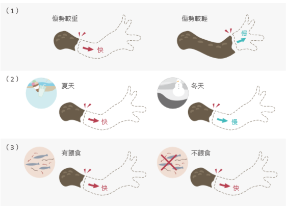 再生研究新方向— 探索生物體內的再生