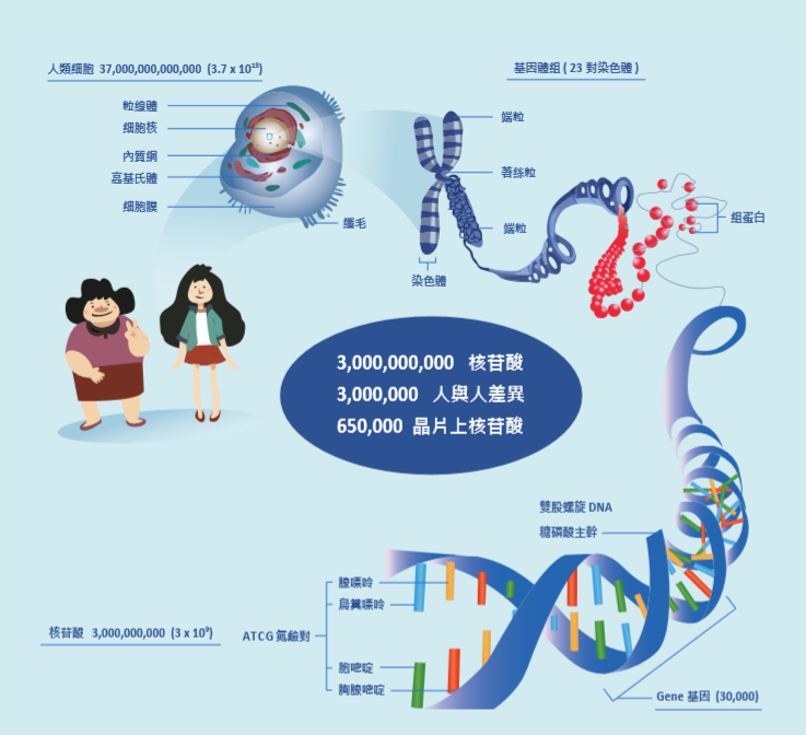 臺灣人體生物資料庫─ 基因定序對臺灣精準醫療進展的重要性