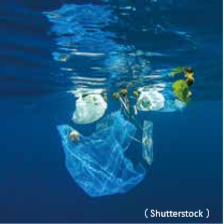 分解塑膠碎片的海洋生物