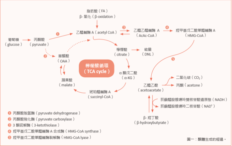 一體兩面的健康調撥—你所不知道的生酮飲食 