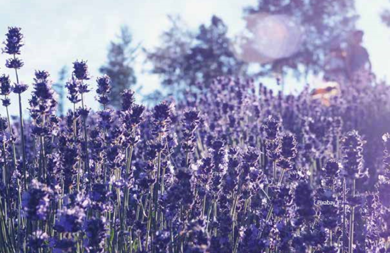 漫步紫色藥庫──薰衣草的暖心撫觸