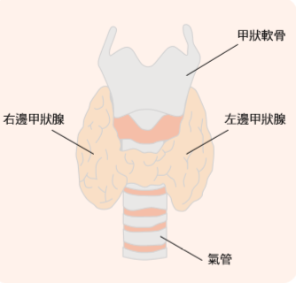 甲狀腺結節腫：成因、診斷與治療