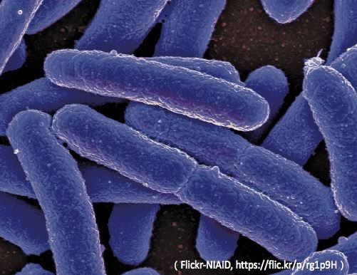 大腸桿菌，也能成為溫室氣體救星？