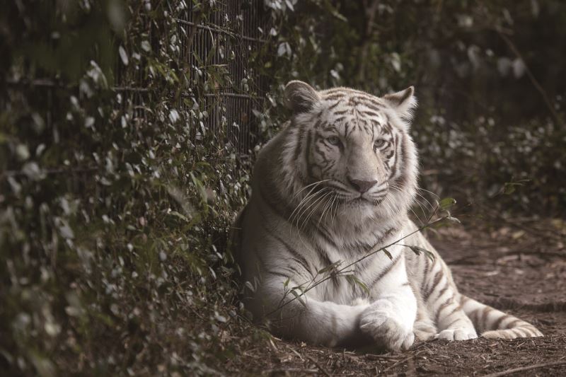 陸生脊椎動物的滅絕