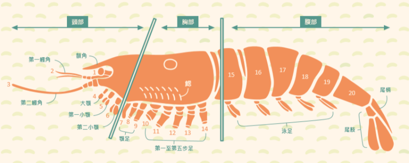 小蝦子的複雜構造從外骨骼到內部柔軟器官