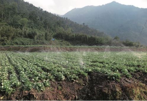 讓樹回到原是森林的地方—武陵廢耕地的生態復育