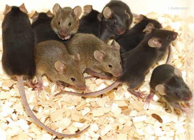 太空凍存的精子成功培育出小鼠後代