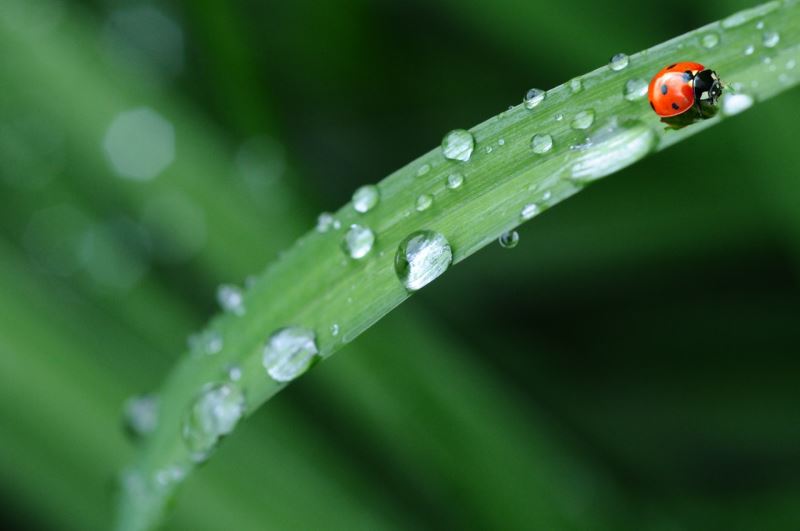 生物聲景與環境生態—以昆蟲為例