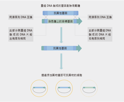 實驗桌前的巨人身影