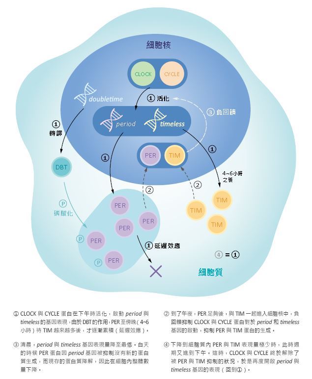 2017 諾貝爾生醫獎——晝夜節律