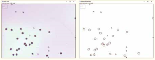 科學影像的處理與分析①─從生命科學觀察開始