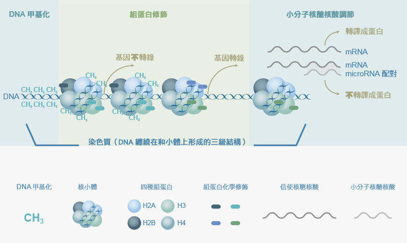 環境與基因間的非典型遺傳：為什麼會這樣？