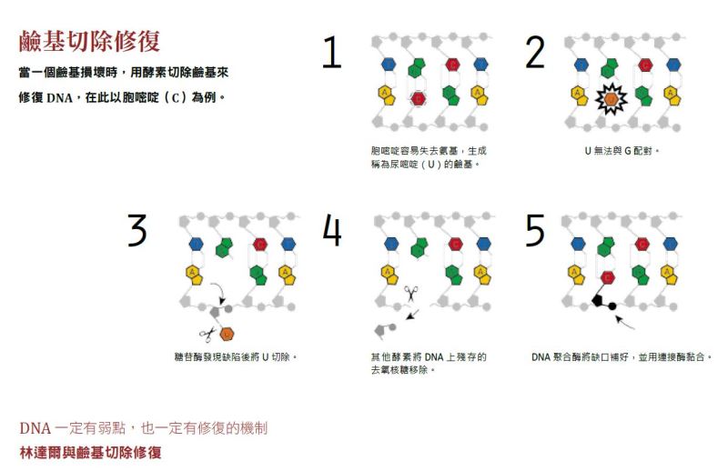 有核酸修復 才能生生不息