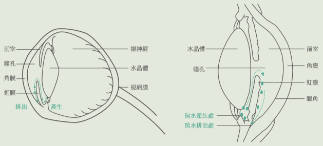 眼角膜上的力平衡 