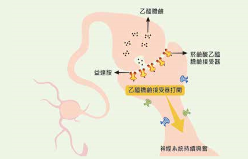 殺蟲劑如何毒害蜜蜂幼蟲進而影響生存？