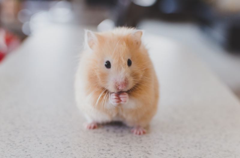 西北大學列印人工卵巢讓母鼠具備生育能力
