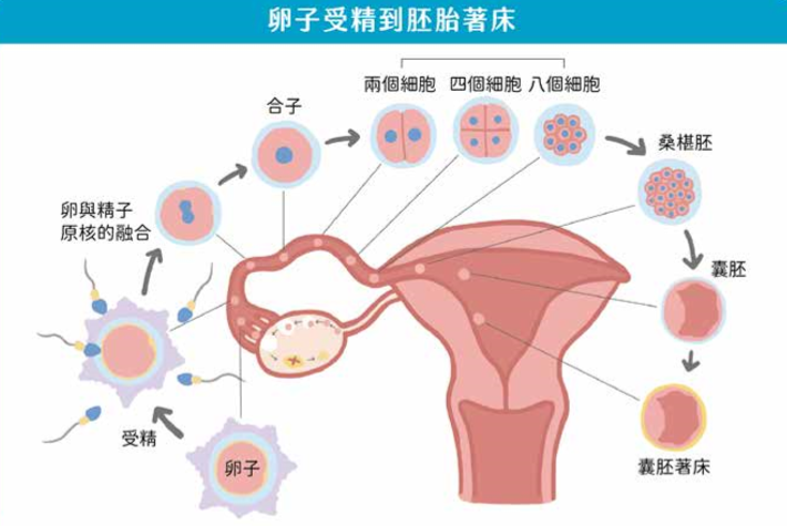 從一到四十兆—藉生殖系統探究不孕症