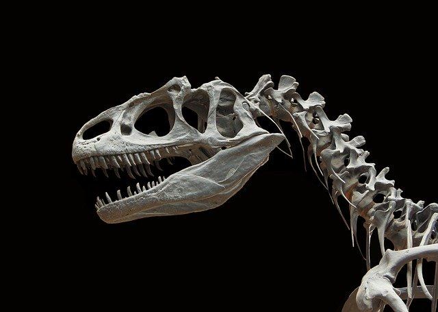 同步輻射中心發現恐龍化石年代最久遠膠原蛋白