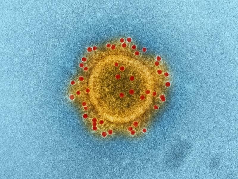 世界衛生組織：茲卡病毒疫情為「國際公衛緊急事件」