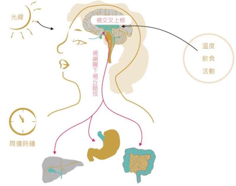 光調控生理時鐘之神經地圖