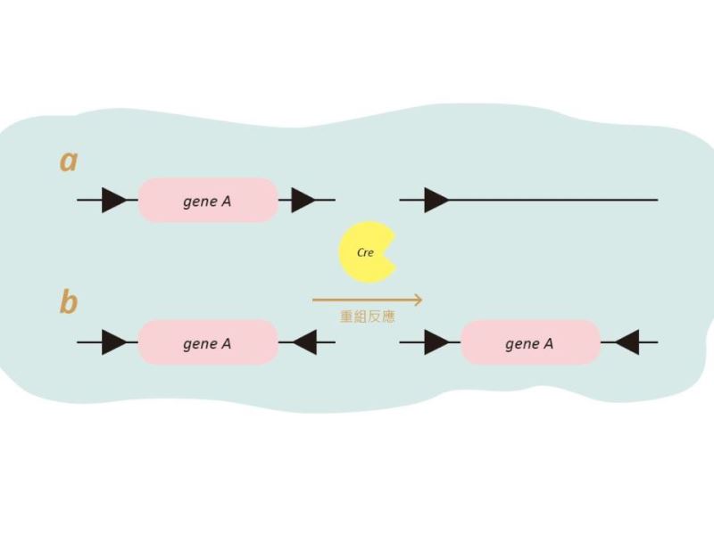 幫基因裝上一個開關—後基因標的時代關鍵工具：Cre重組酶與loxP序列