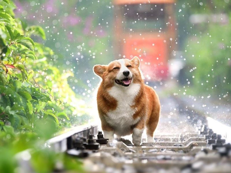 尋找生命的價值—臺灣野生動物路死觀察網 