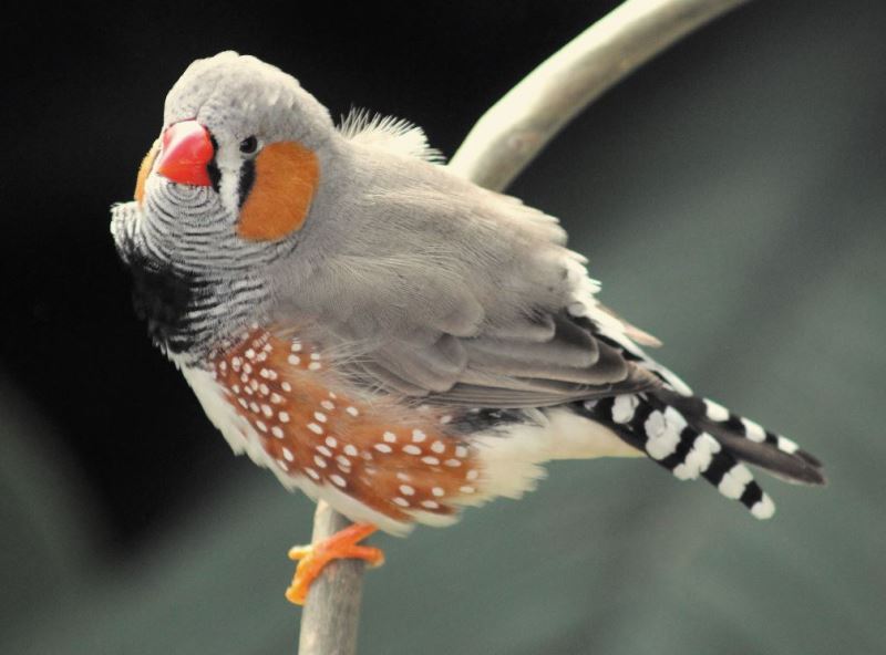 為什麼鳥類擁有許多複雜行為？