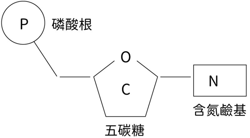 生物發動機─人體內無處不在的ATP