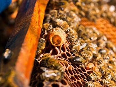 人類與蜜蜂的千年糾葛
