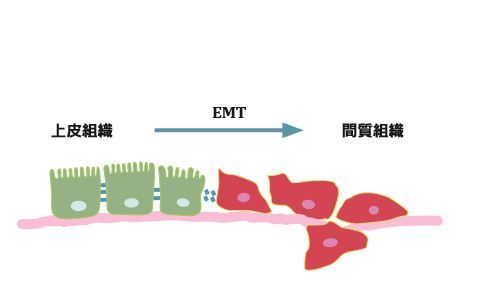 陽明大學臨醫所楊慕華—癌症轉移實驗室 