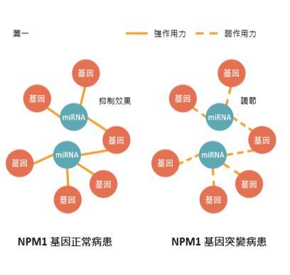 細胞中的媒人－如何用大數據分析微小RNA的動態調控