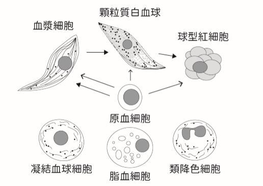 遭受感染之後怎麼辦？— 談昆蟲免疫力