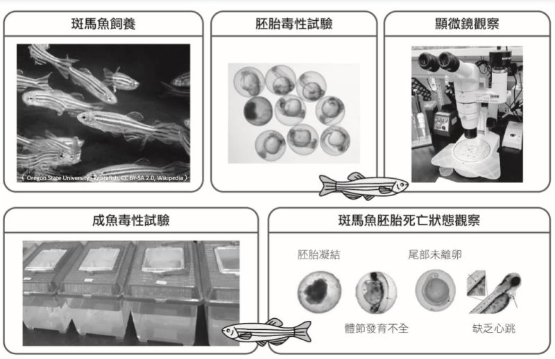 動物替代測試：斑馬魚胚胎在化學物質生態毒性的現況與展望